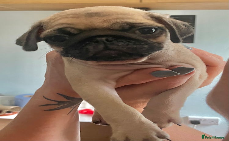 Pug dogs - Advert 4