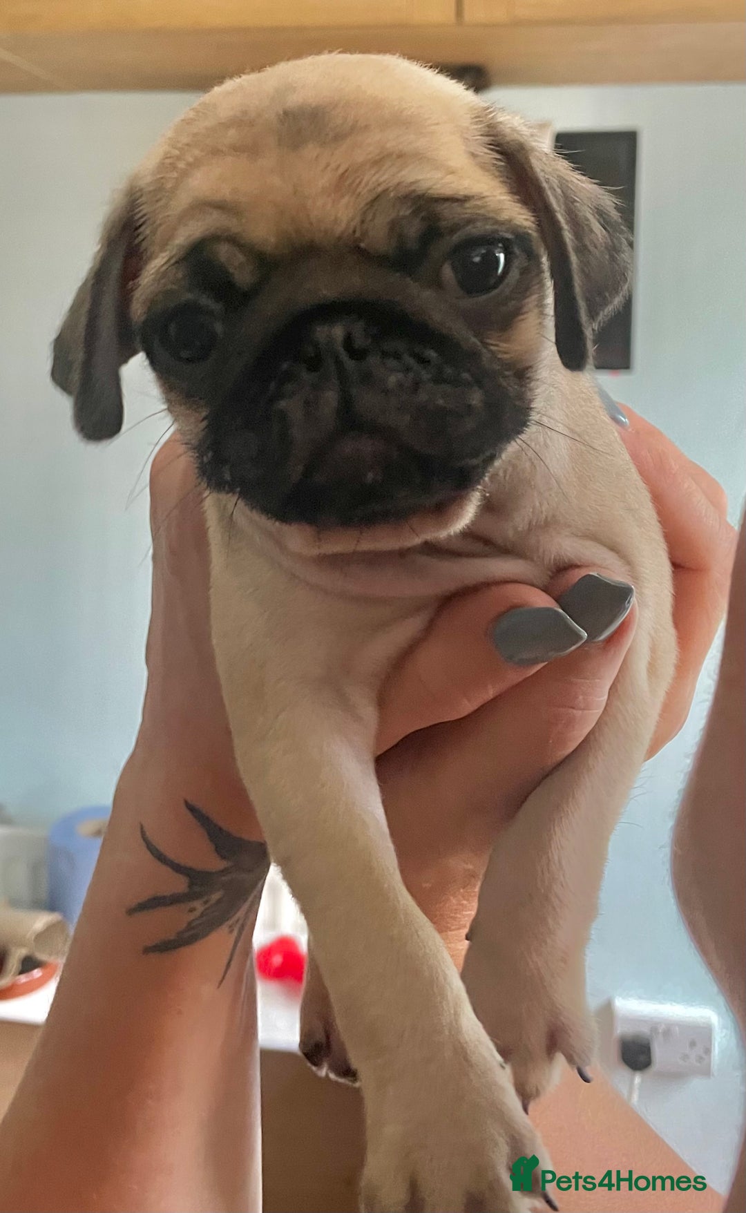Pug dogs for sale: Stunning Fawn Pug KC Registered Litter - Image 1