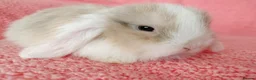 Mini Lop rabbits for sale: Baby mini lops for sale  - Advert 7
