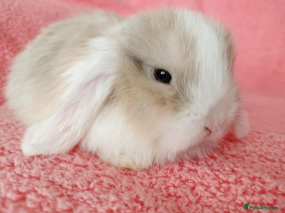 Mini Lop rabbits for sale: Baby mini lops for sale  - Advert 7