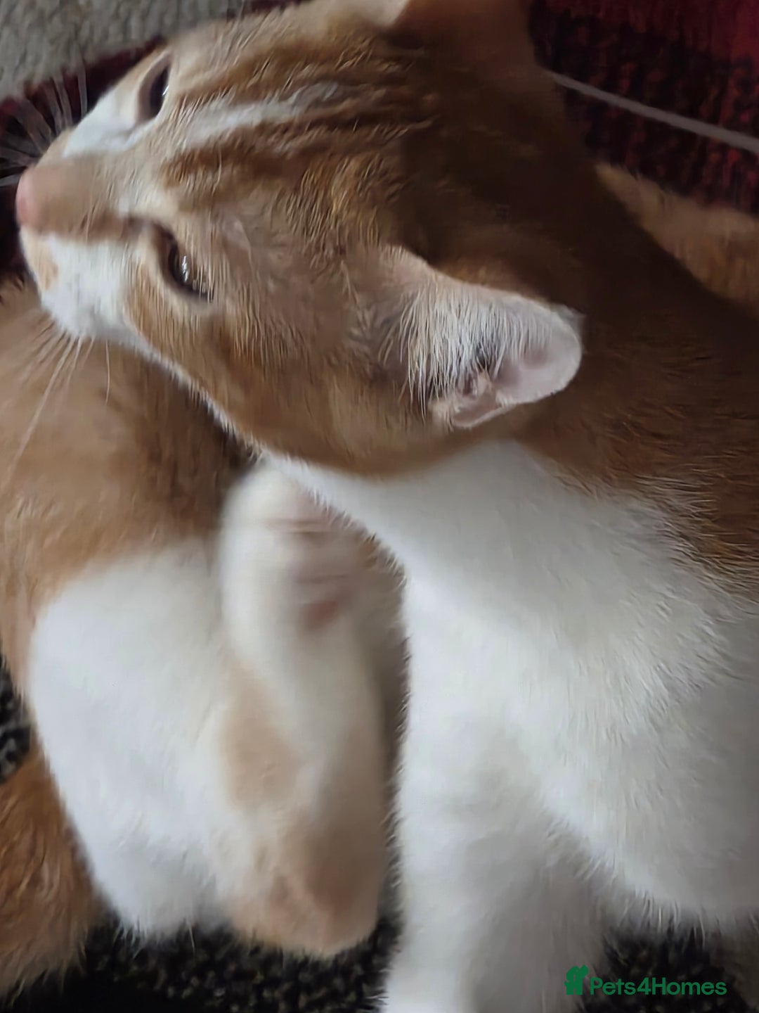 Mixed Breed cats for sale: Twin brother cats - Advert 2