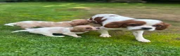 Cavalier King Charles Spaniel dogs for sale: Cavalier King Charles Puppies - Advert 6