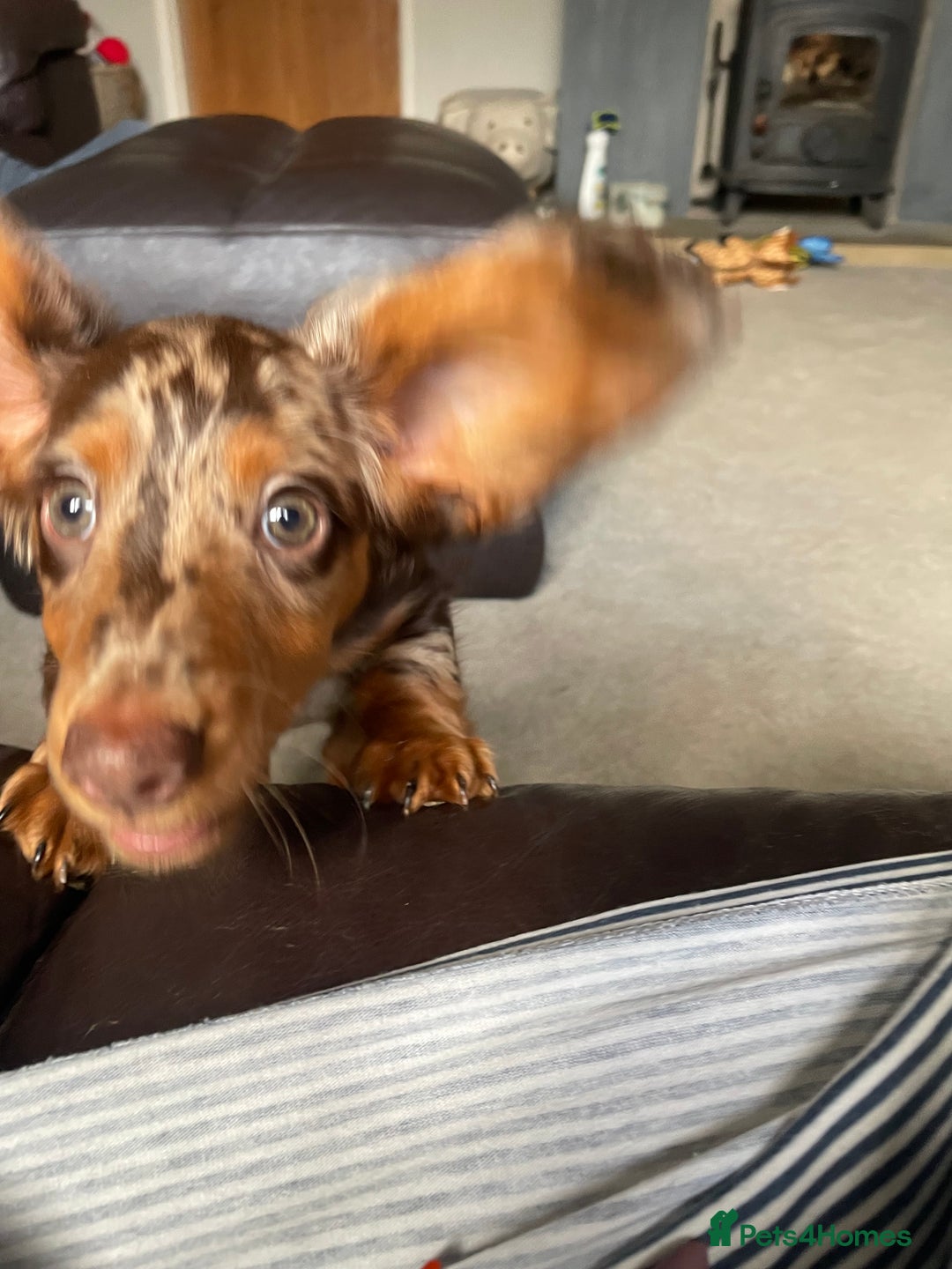 Dachshund dogs for sale: boy 12weeks old looking for forever home - Image 6