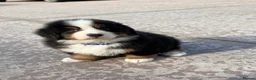 Bernese Mountain Dog dogs for sale: Bernese mountain pups - Advert 3