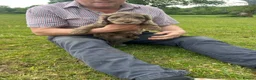 Cockapoo dogs for sale: Stunning Merle Cockapoos. Fully health tested in Romsey - Advert 8