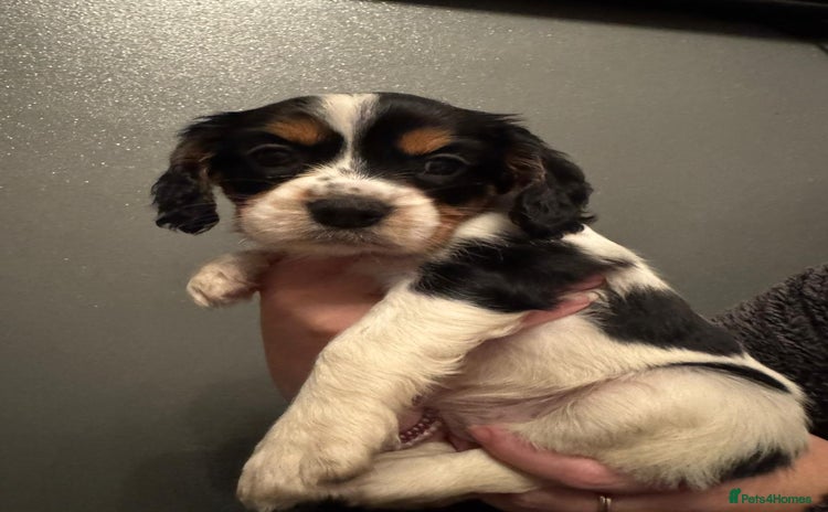 Cockalier dogs - Advert 1