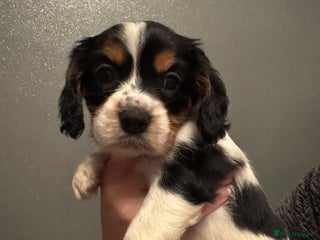 Cockalier dogs working cocker spaniel - Advert 16