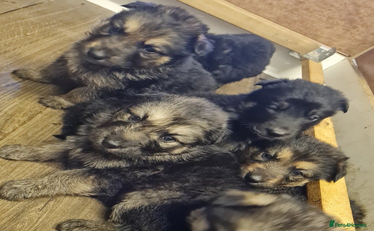 German Shepherd dogs - Advert 1