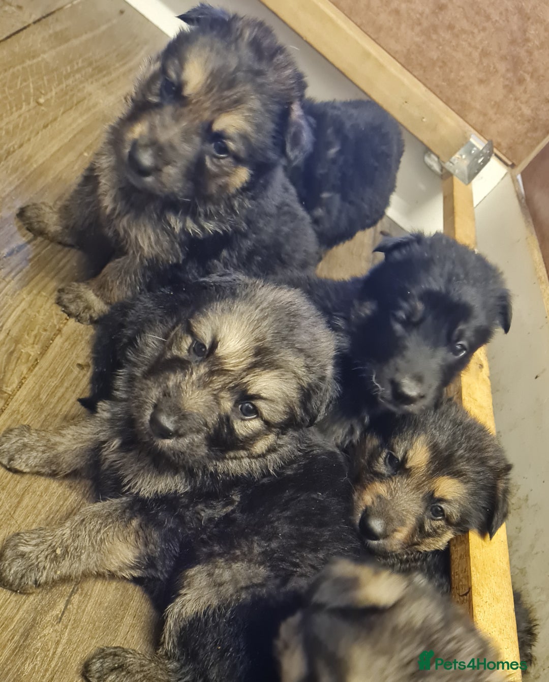 German Shepherd dogs for sale: German Shepherd Puppies For Sale - Image 1