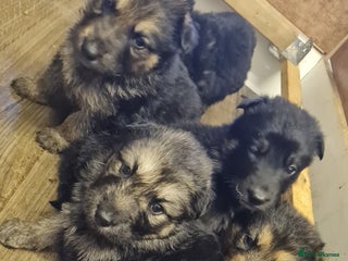 German Shepherd dogs for sale - Advert 1