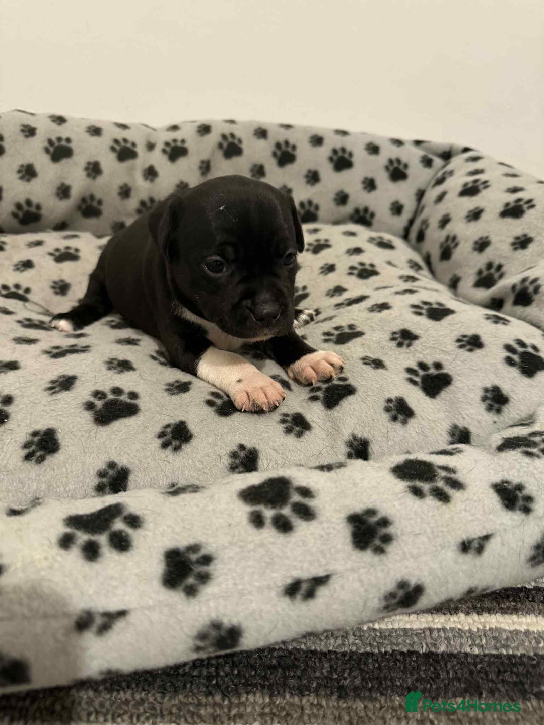 Staffordshire Bull Terrier dogs for sale: Champion lines Staffordshire Bull terrier puppies - Image 25