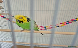 Budgerigars birds for sale: FEMALE BUDGIE  - Image 2