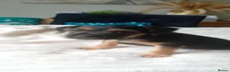 Border Terrier dogs for sale: Boarder terriers pups  - Advert 13