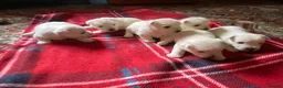West Highland Terrier dogs for sale: 6 gorgeous puppies for sale  - Advert 2