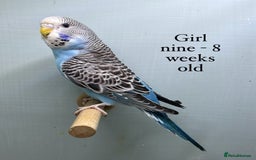 Budgerigars birds for sale: 8 week old Beautiful baby Budgies - Image 8