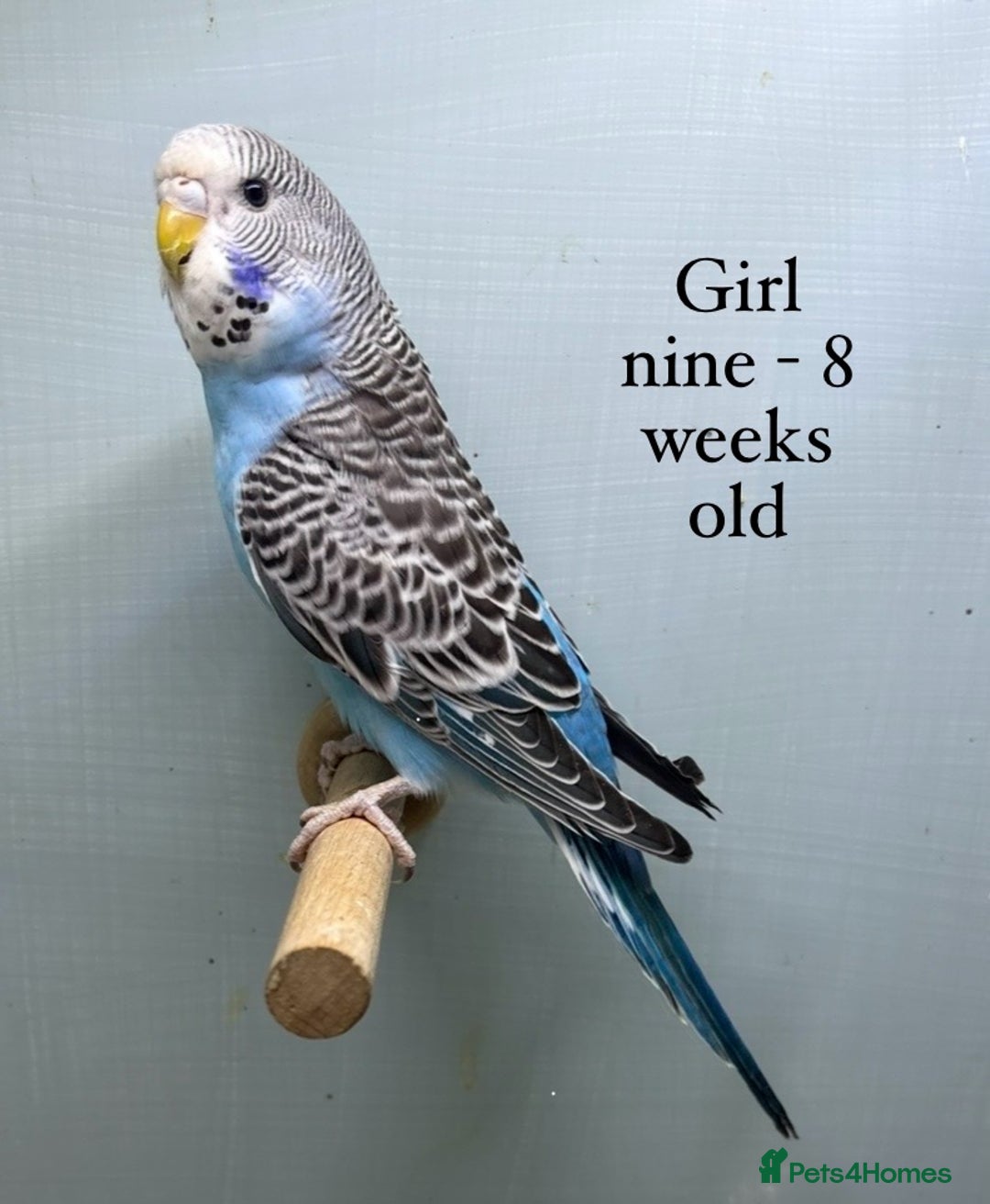 Budgerigars birds for sale: 8 week old Beautiful baby Budgies - Image 8