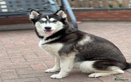 Siberian Husky dogs for sale: Beautiful Chunky Siberian Husky Puppies  - Image 10