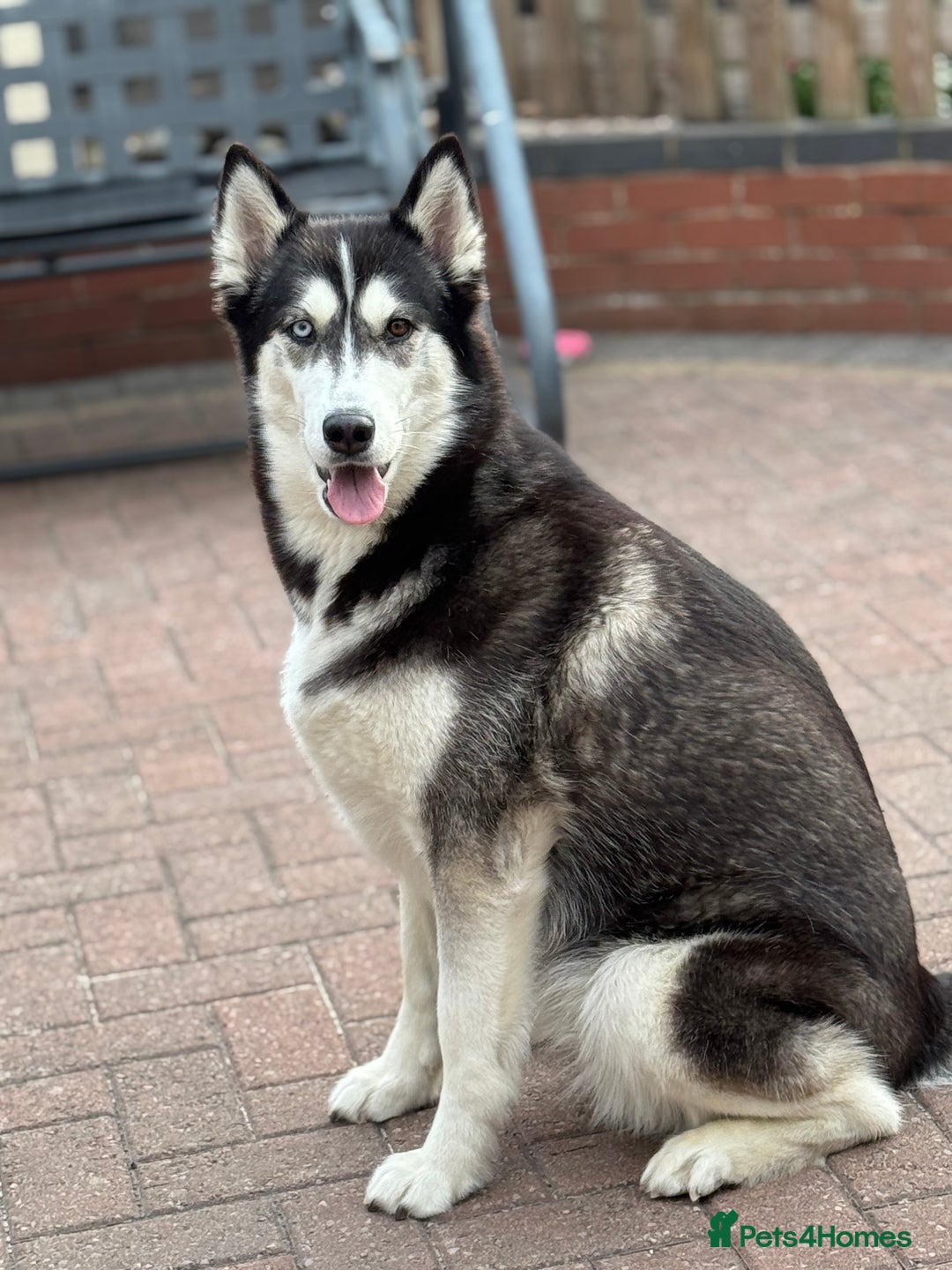 Siberian Husky dogs for sale: Beautiful Chunky Siberian Husky Puppies  - Image 10