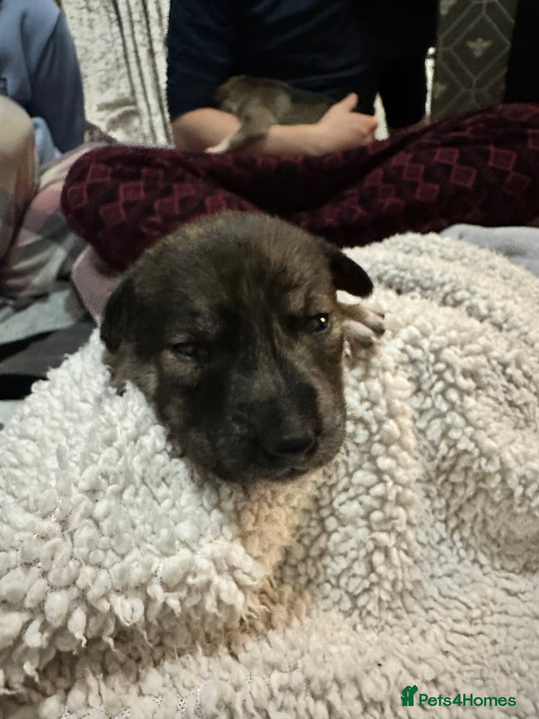 Mixed Breed dogs for sale: Husky staffy cross puppy - Advert 21