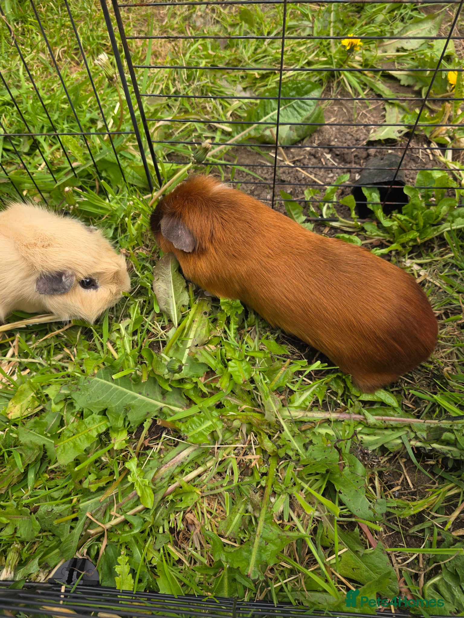 Guinea Pig rodents for sale: Pair of bonded boar guinea pigs - Advert 2