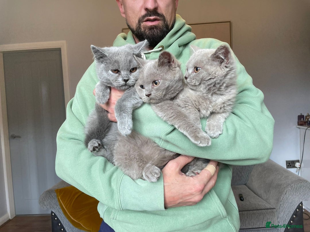 Scottish Fold cats for sale: Beautiful scotish fold straight ear kittens 🐱 ❤️ in Altrincham - Image 27
