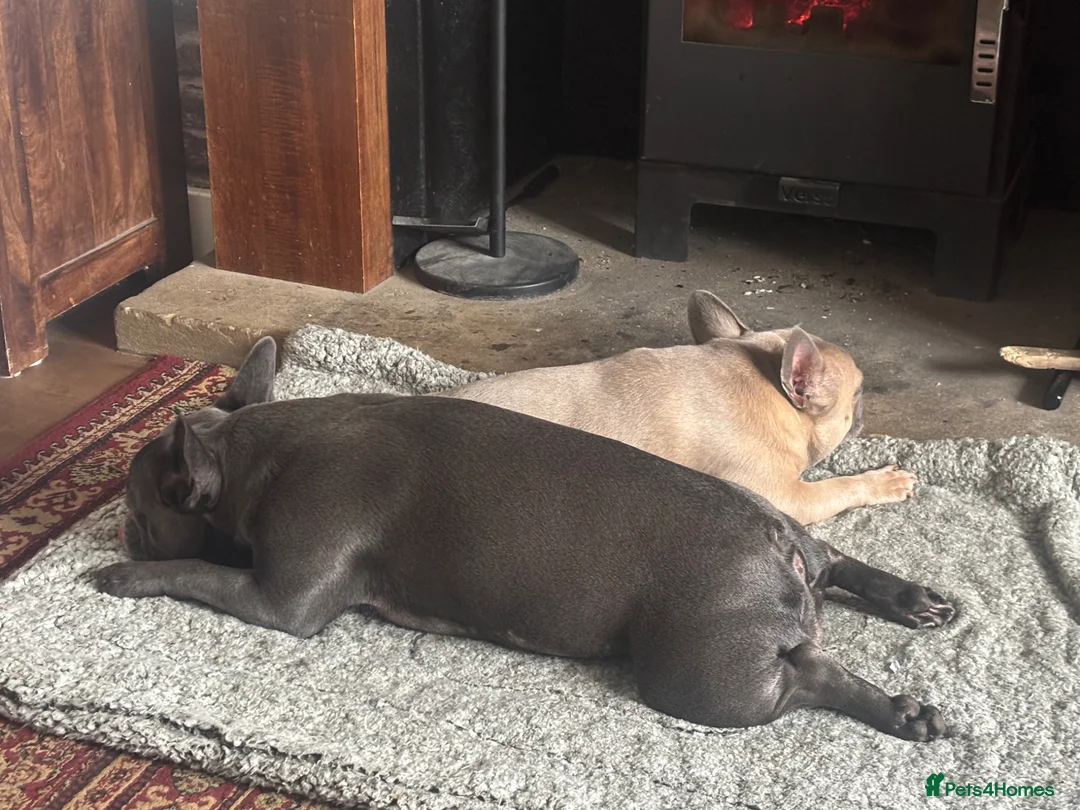 French Bulldog dogs for sale: Beautiful French bulldog pups - Advert 19