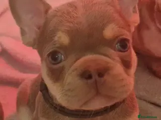 French Bulldog dogs French bulldog lilac colour - Advert 10