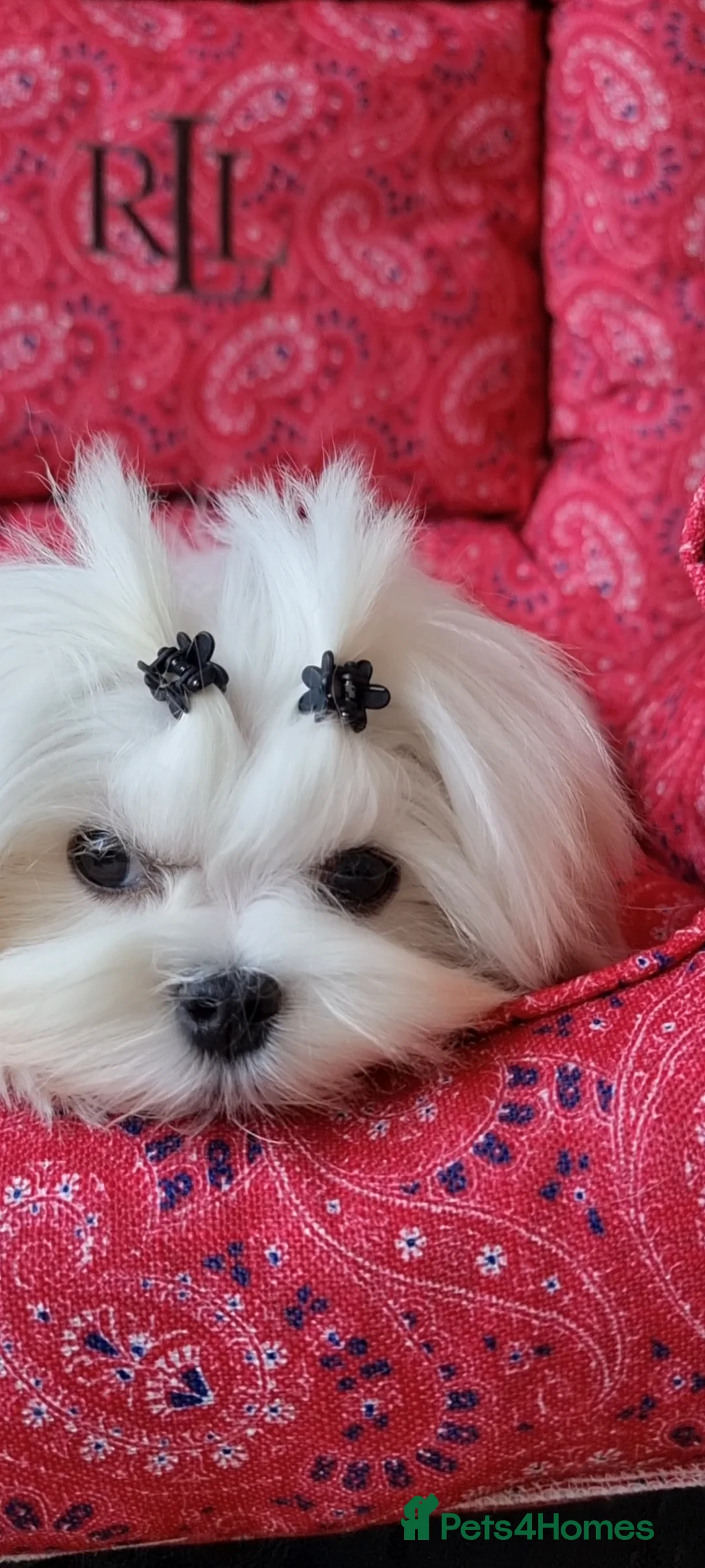 Maltese dogs for stud:  Miniature Korean maltese stud  - Advert 4