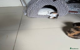 Mixed Breed cats for sale: British short/long hair x kittens ready to go  - Image 12