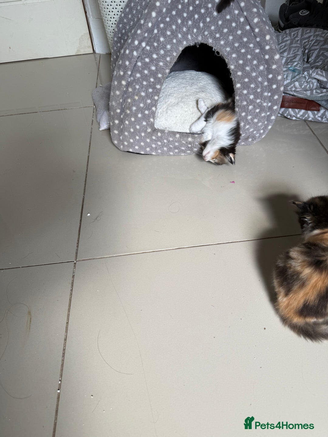 Mixed Breed cats for sale: British short/long hair x kittens ready to go  - Image 12