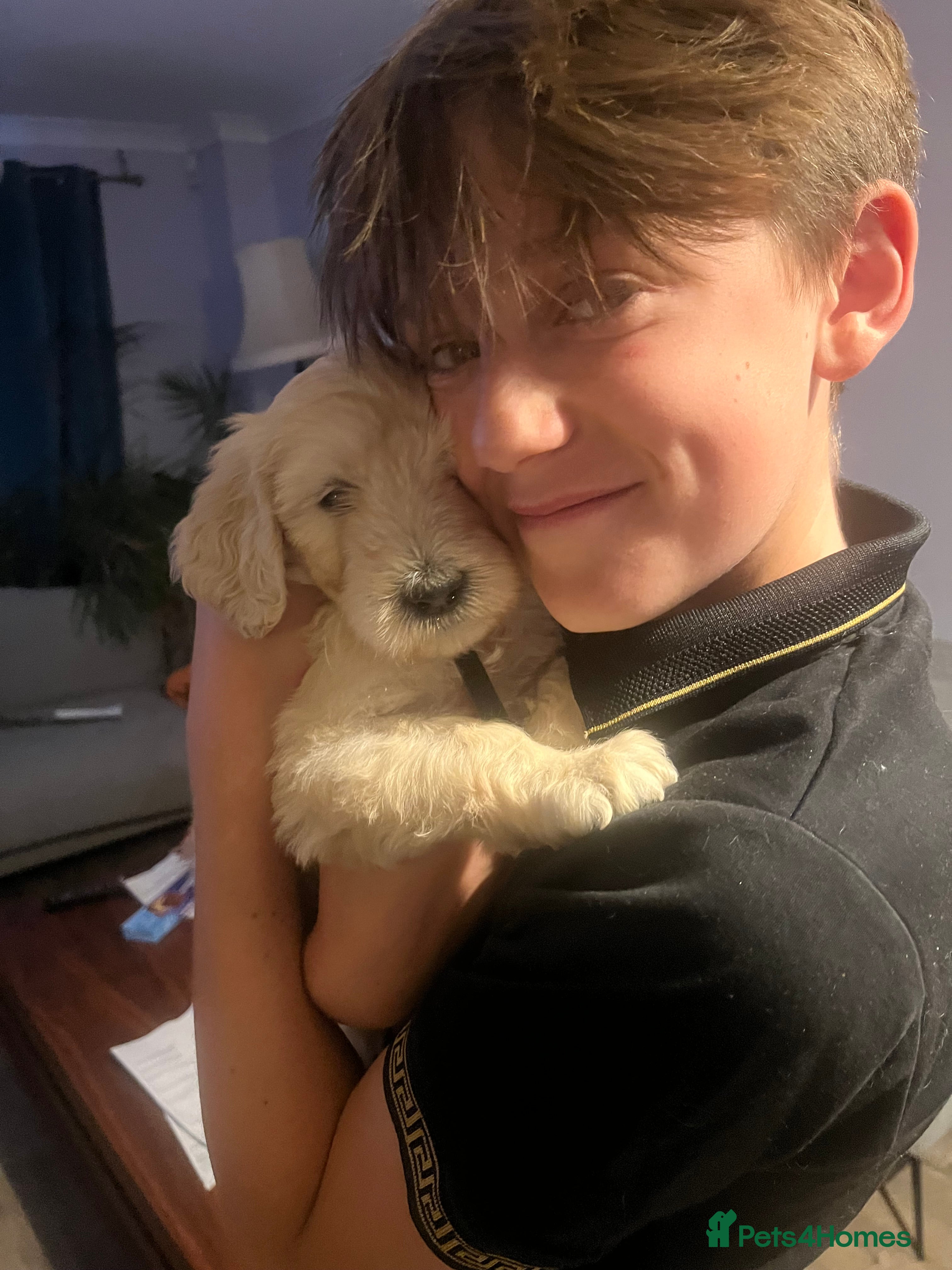 Labradoodle dogs Stunning Labradoodle X Goldendoodle  - Advert 2