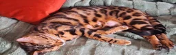 Bengal cats for sale: Pure bengal female kitten needing new home ASAP - Advert 9