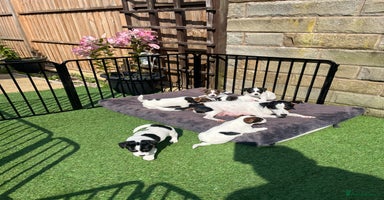 Jack Russell dogs - Advert 16