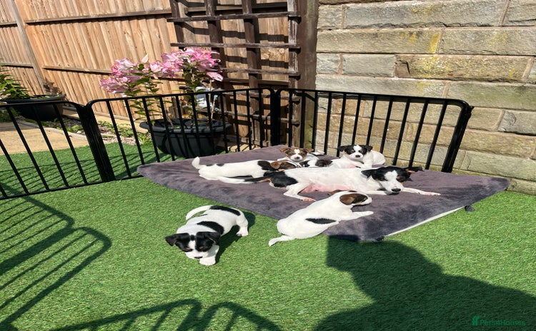 Jack Russell dogs - Advert 10