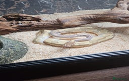 Python Snake reptiles for sale: 3x snakes with vivs complete set up - Image 5