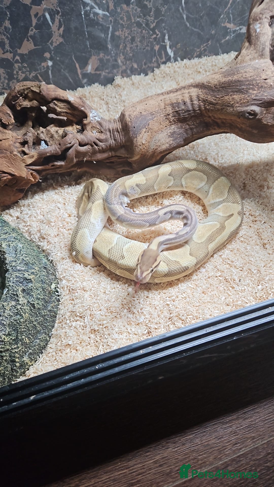 Python Snake reptiles for sale: 3x snakes with vivs complete set up - Image 5
