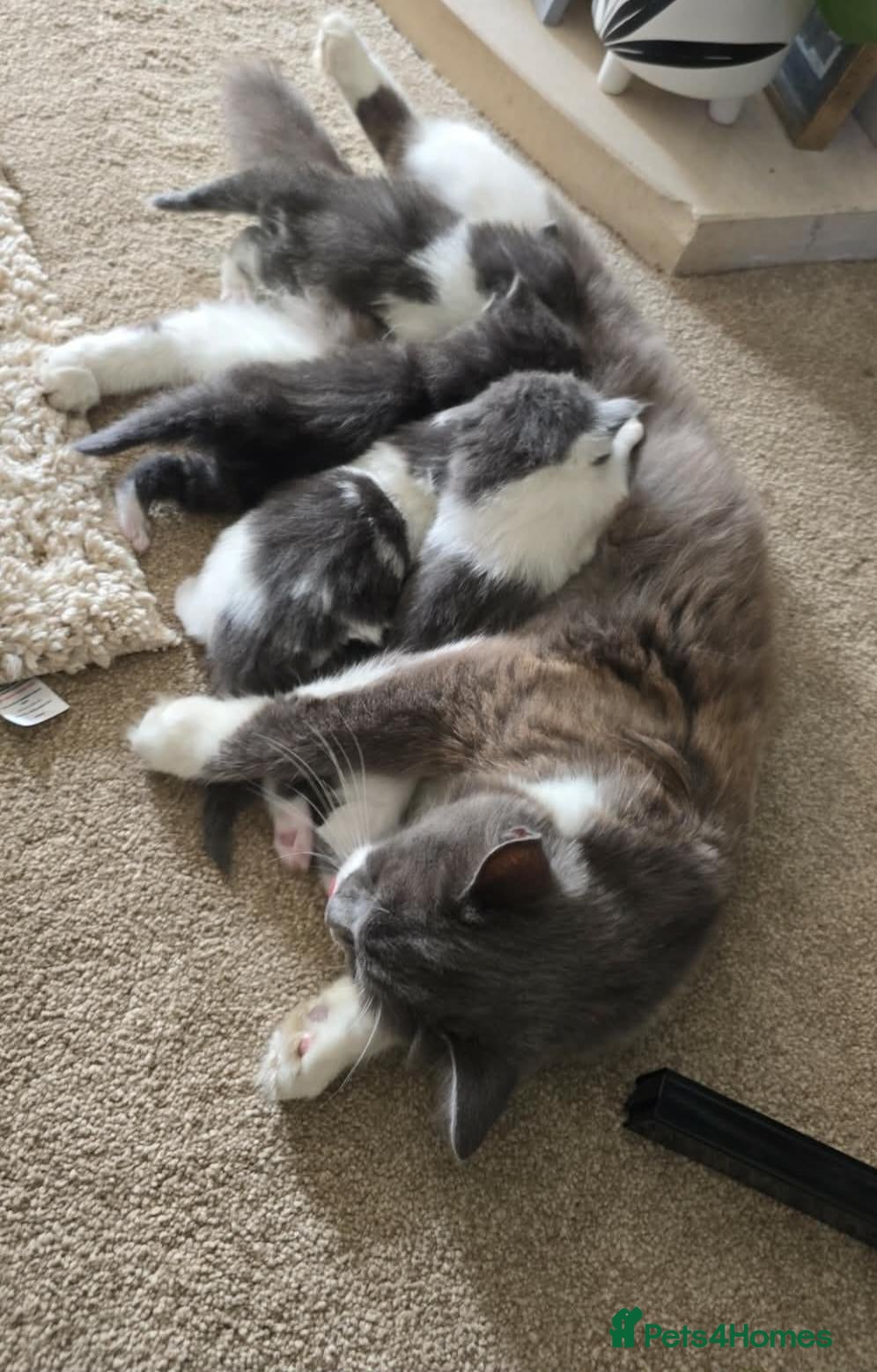 British Longhair cats 2 boy kittens  - Advert 18