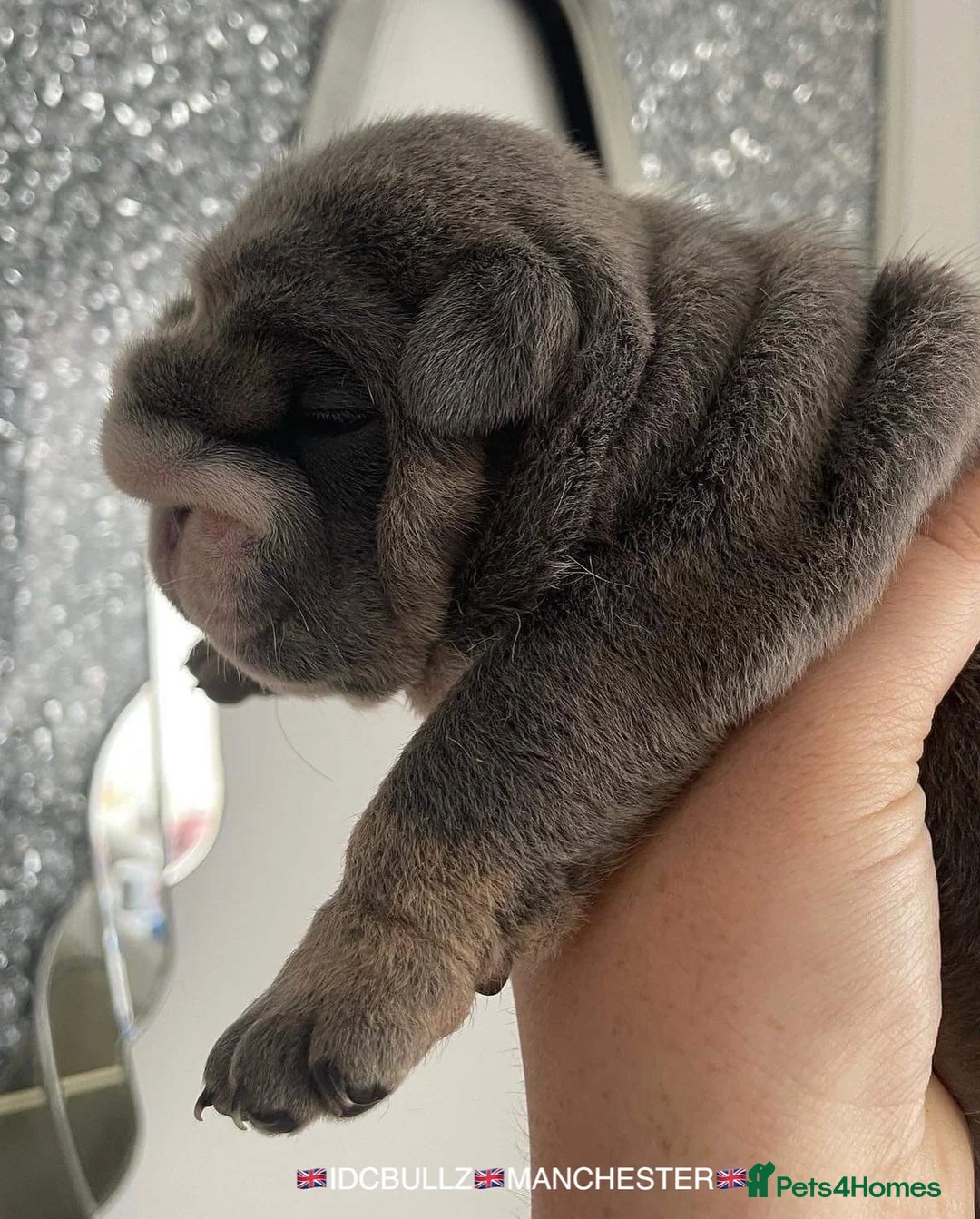 English Bulldog dogs for stud: Uncle Fester in Manchester - Advert 37