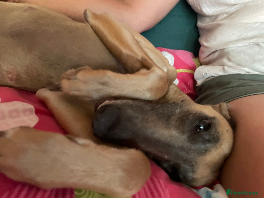 Whippet dogs for sale: The best puppies ever! - Image 22