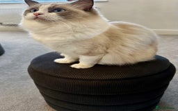 Ragdoll cats for sale:  🇪🇺Show quality European lines ragdoll girl 🩷 - Image 5