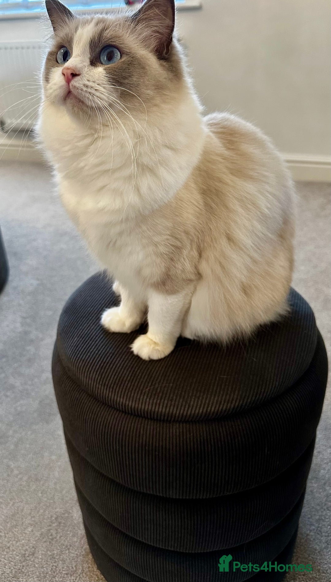 Ragdoll cats for sale:  🇪🇺Show quality European lines ragdoll girl 🩷 - Image 5