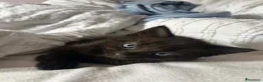 British Shorthair Kitten 1