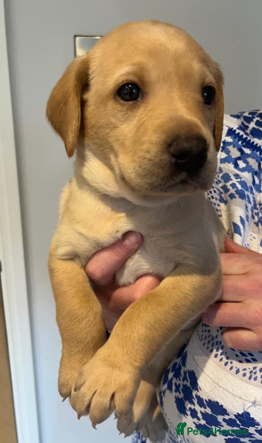 Labrador Retriever dogs for sale: Beautiful fox red puppies  - Advert 26