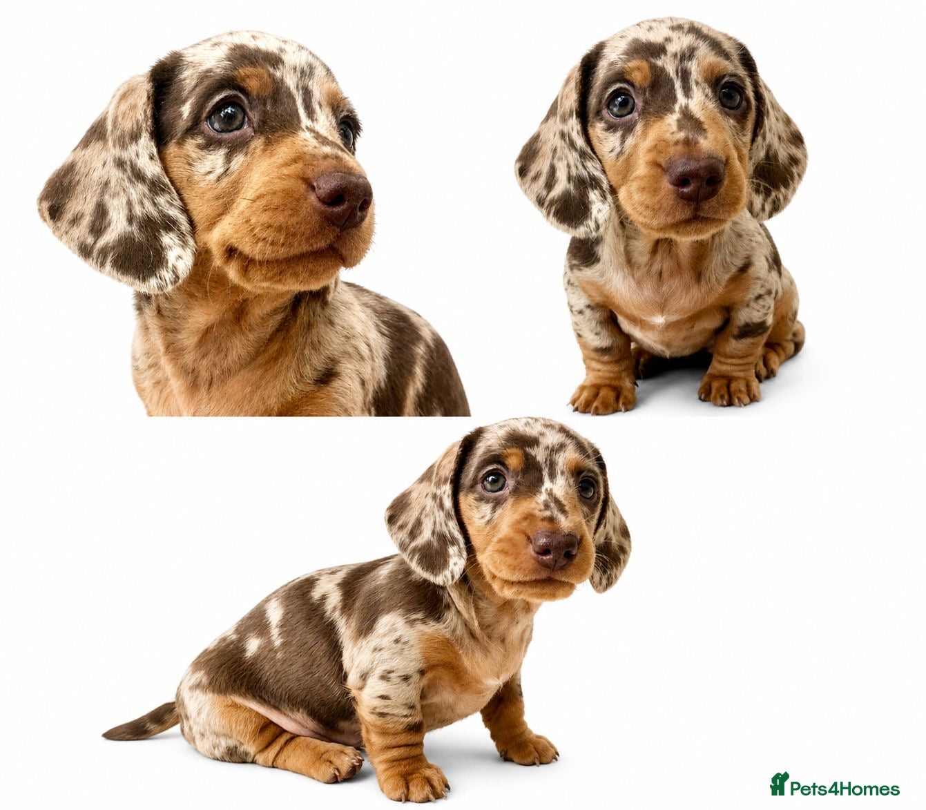 Miniature Dachshund dogs READY NOW MINI DACHSHUND SERIOUS BUYERS ONLY  - Advert 1