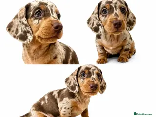 Miniature Dachshund dogs READY NOW MINI DACHSHUND SERIOUS BUYERS ONLY - Advert 1