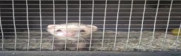 Ferret rodents for sale: Femwle ferrts with babys - Advert 4