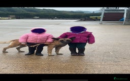 Belgian Shepherd Dog dogs for sale: 🐾🐾 BELGIUM MALINOIS 🐾🐾  - Image 5