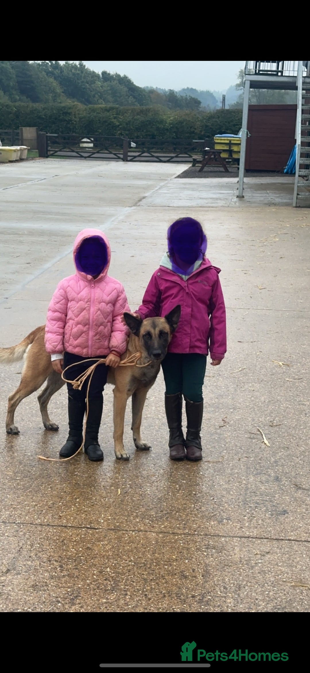 Belgian Shepherd Dog dogs for sale: 🐾🐾 BELGIUM MALINOIS 🐾🐾  - Image 5