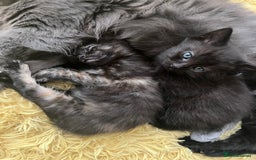Mixed Breed cats for sale: Adorable friendly kittens - Image 6