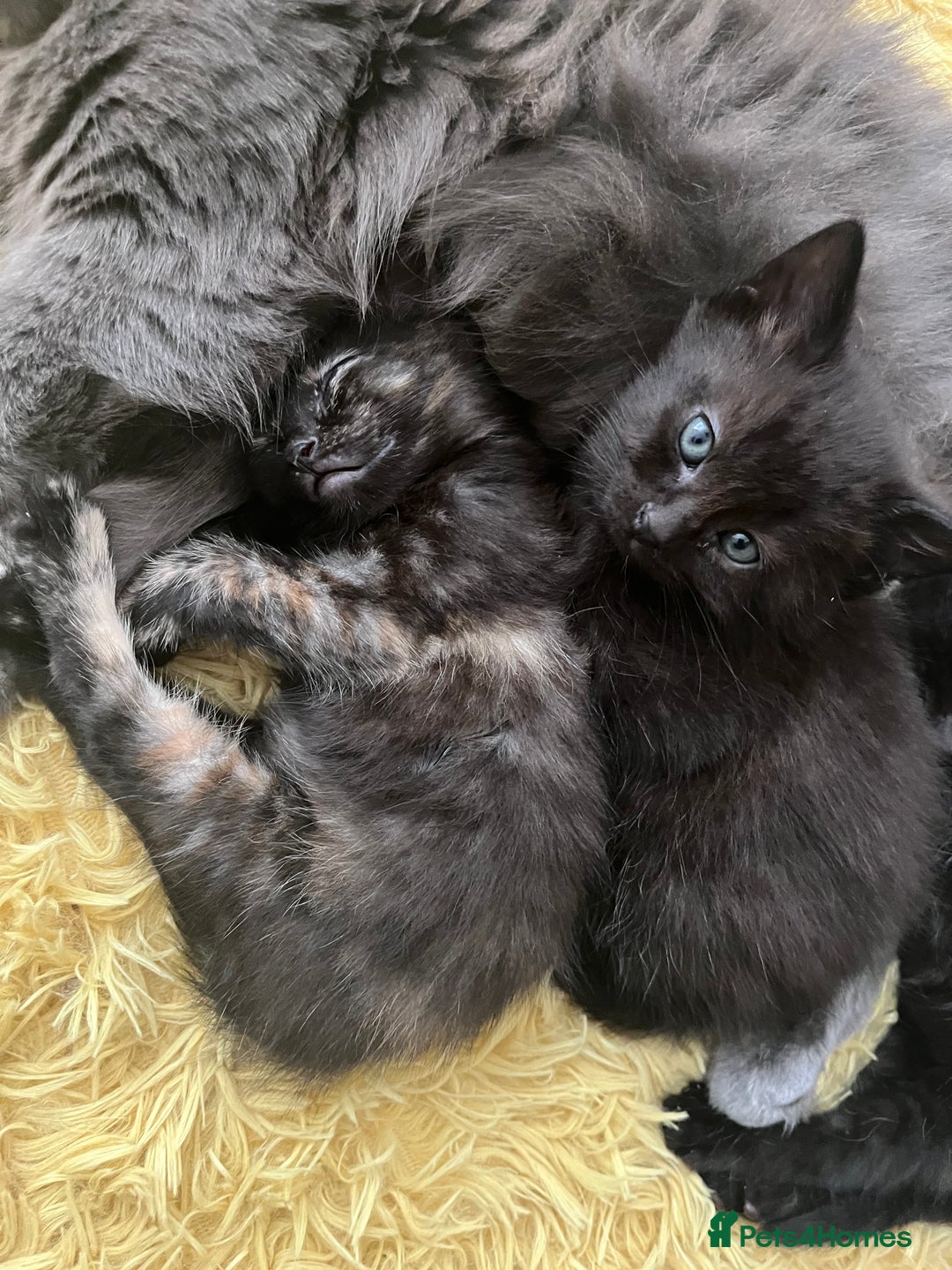 Mixed Breed cats for sale: Adorable friendly kittens - Image 6